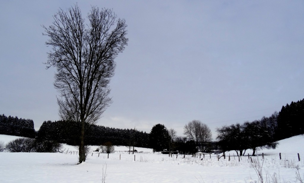 L'Ardenne belge en province du Luxembourg sous la neige