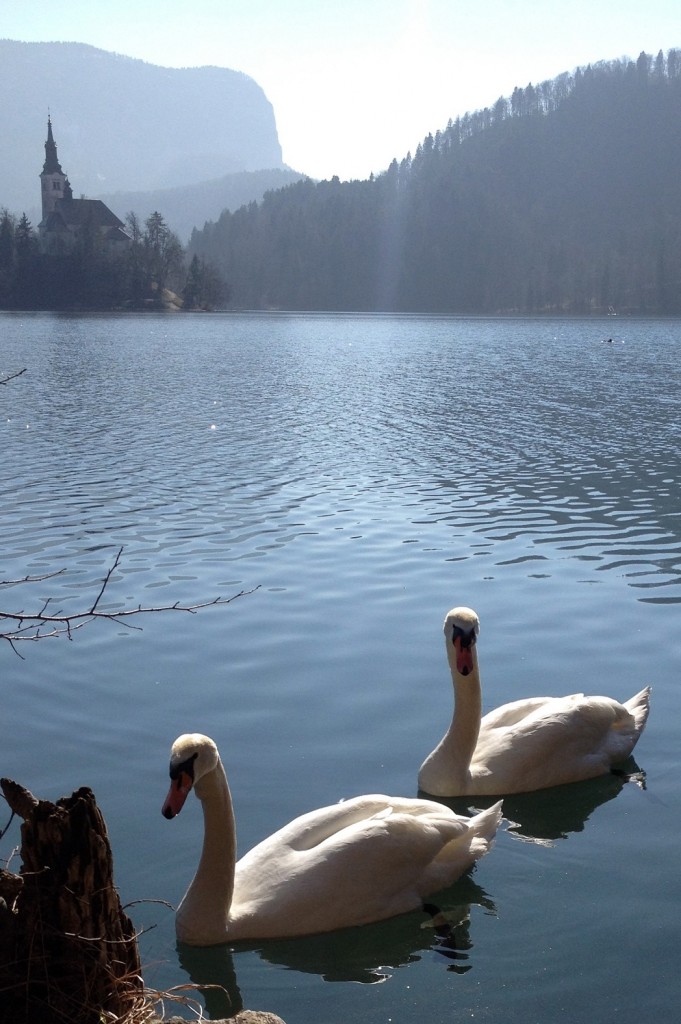 cygnes sur le lac Bled, village carte postale en Slovénie