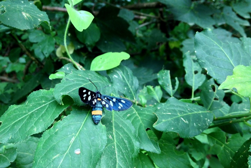 Faune et flore de Šmarna Gora