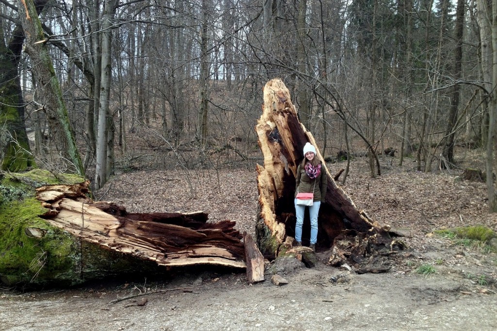 Arbre mort dans Tivoli park