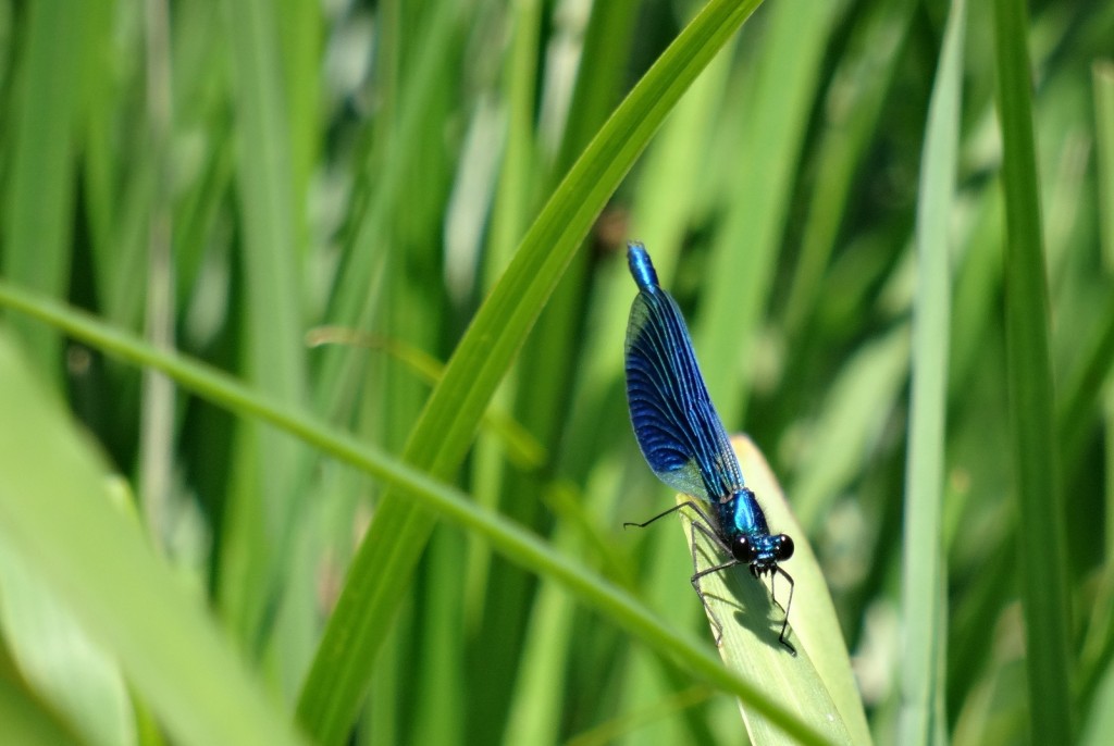 Libellule bleue dans la vallée de la Semois