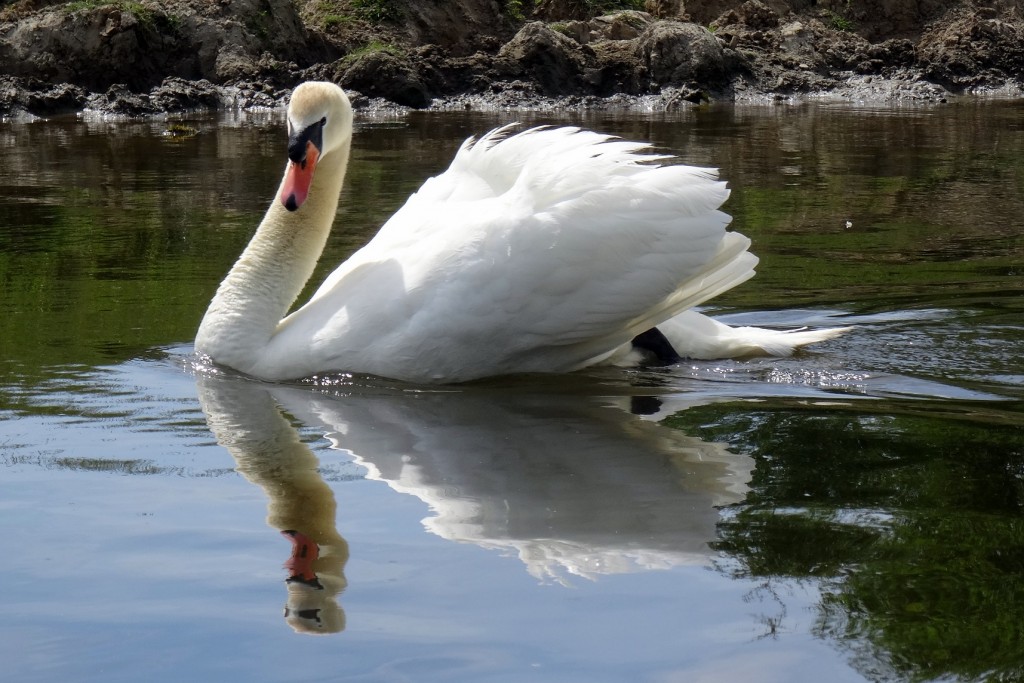 Cygne sur la Semois