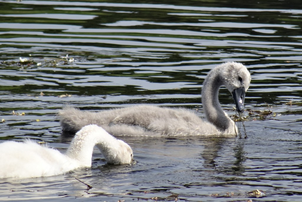 Bébés cygnes sur la Semois