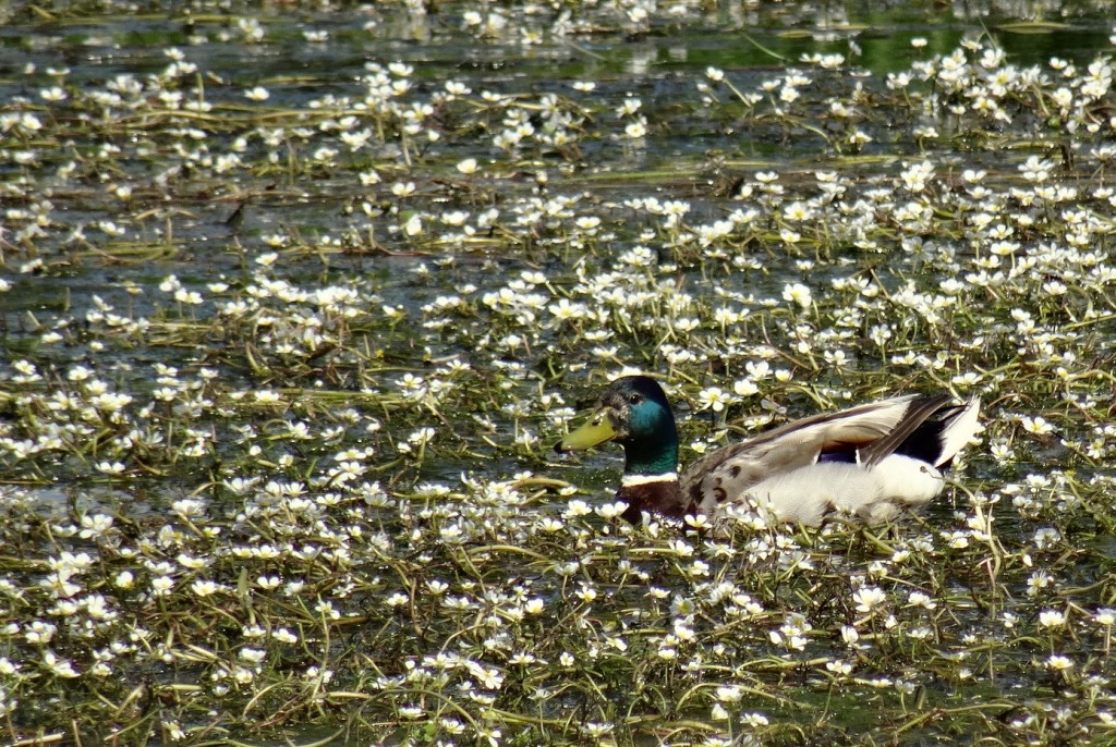 Canard colvert mâle sur la Semois