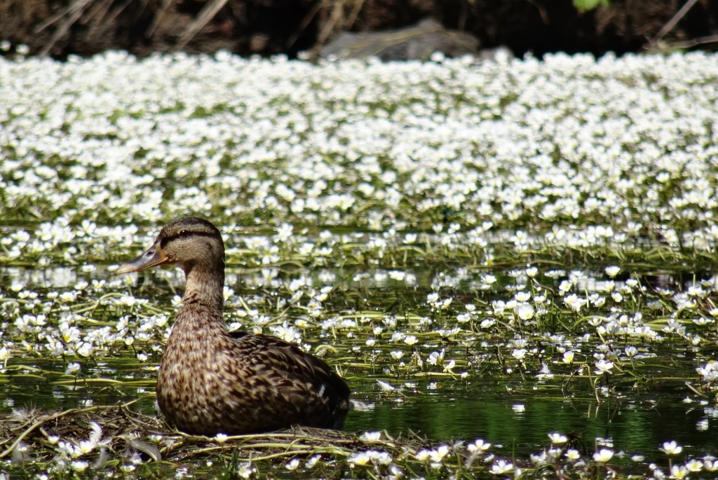 Canard colvert femelle sur la Semois