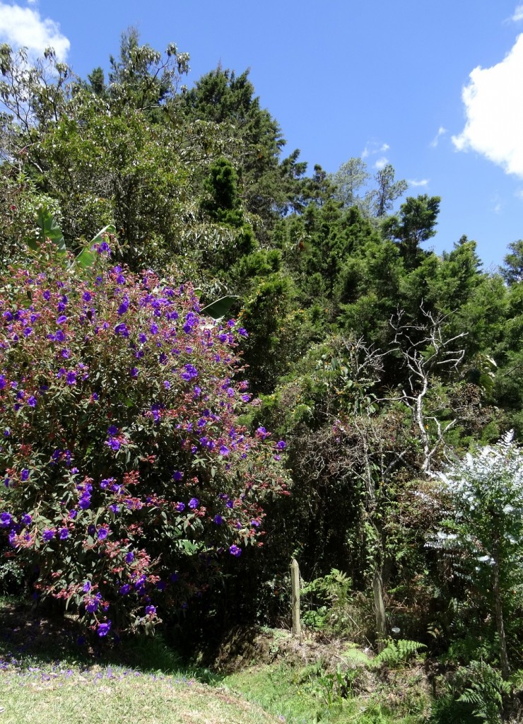 Arbre en fleur Parque Arvi Medellin Antioquia Colombie