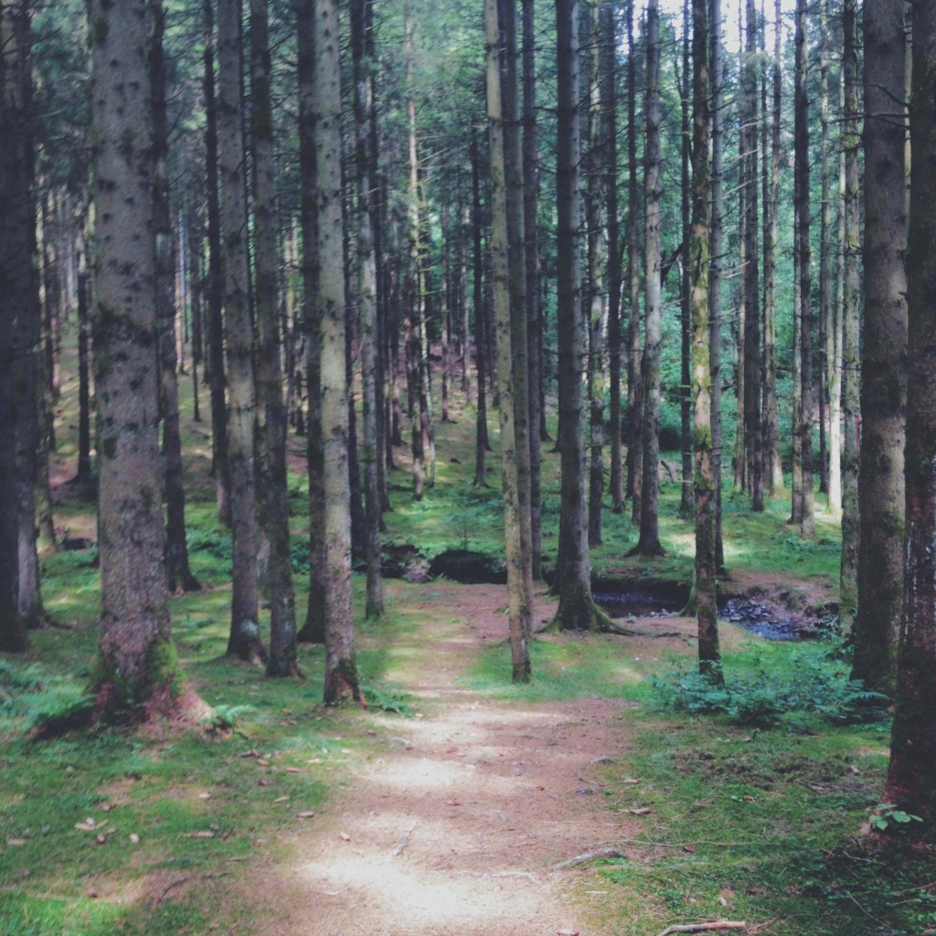 Balade en forêt d'Ardenne Belge