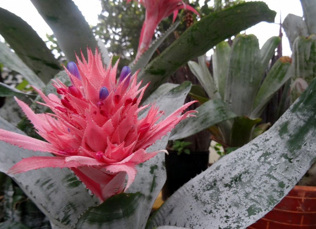 Jardin Botanique Bogota - Colombie - Cookie et Attila 4