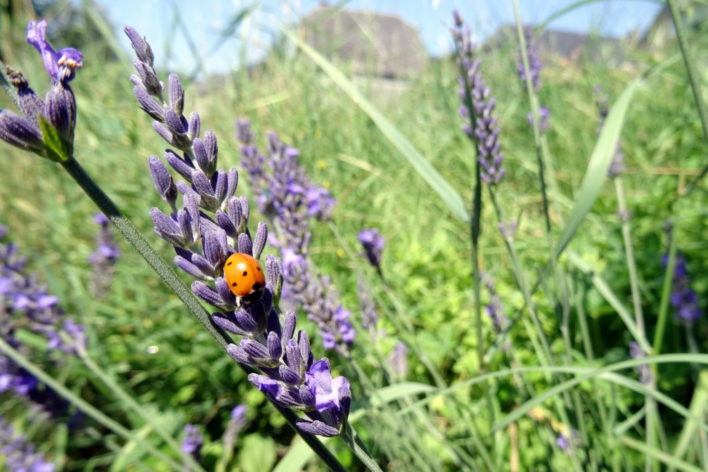 Coccinelle sur fleurs de lavande