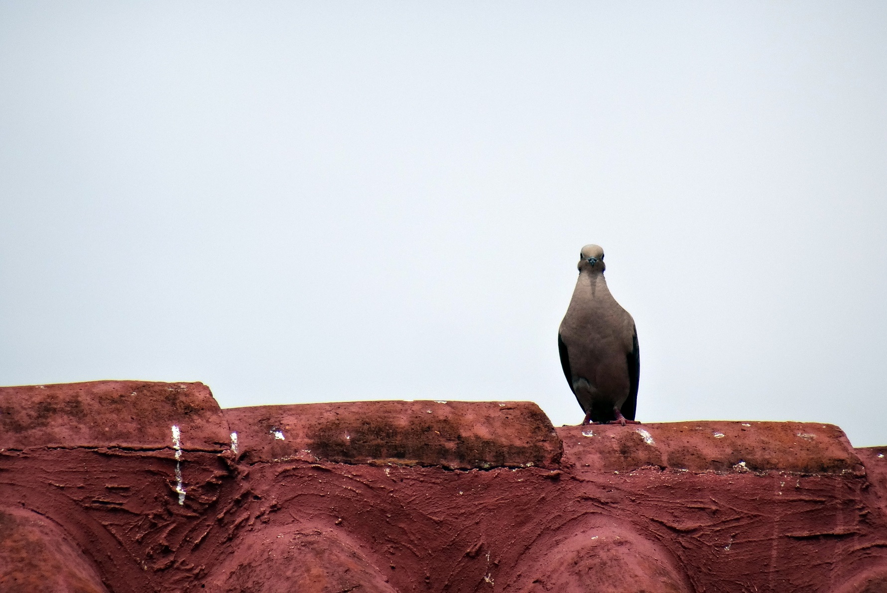 Oiseau sur les toits de Carthagène des Indes