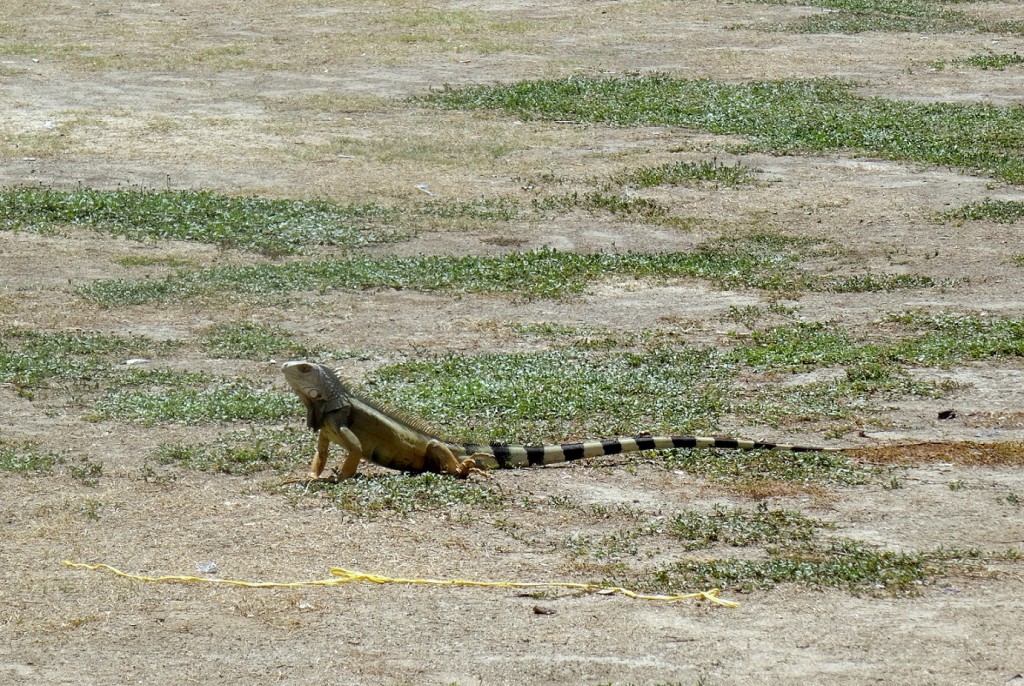 Iguane au camping de Cabo San Juan Tayrona en Colombie