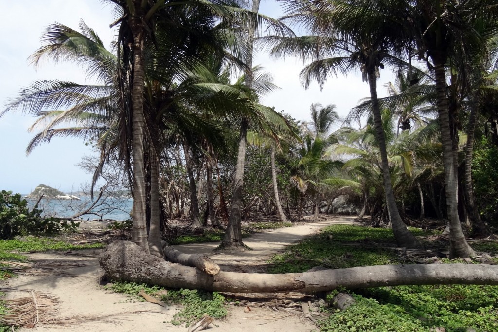 Forêt tropicale à Cabo San Juan Tayrona en Colombie