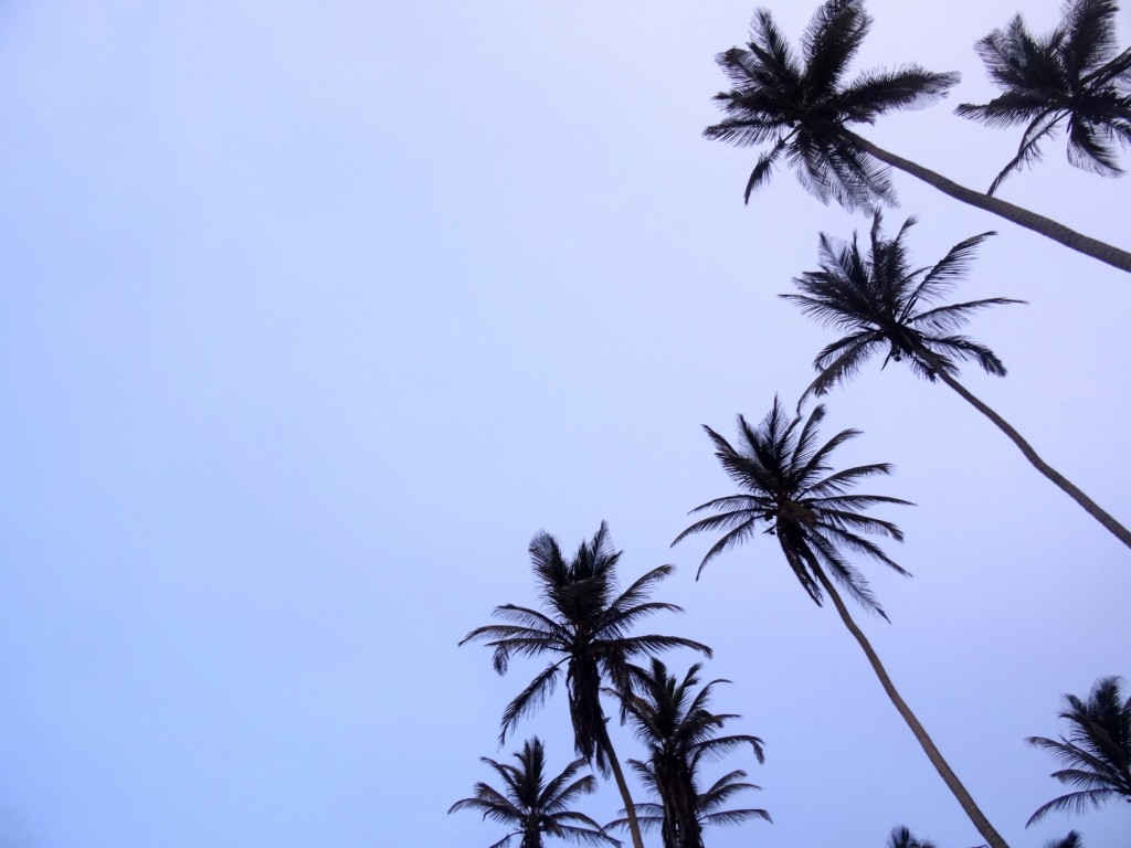 Palmiers à Cabo San Juan Tayrona en Colombie