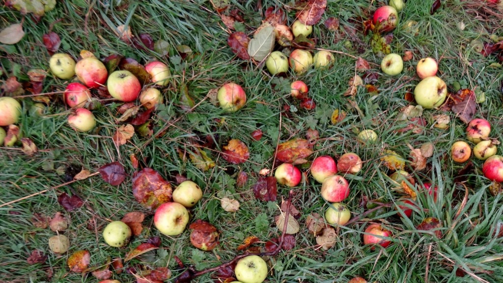 Sol couvert de pommes