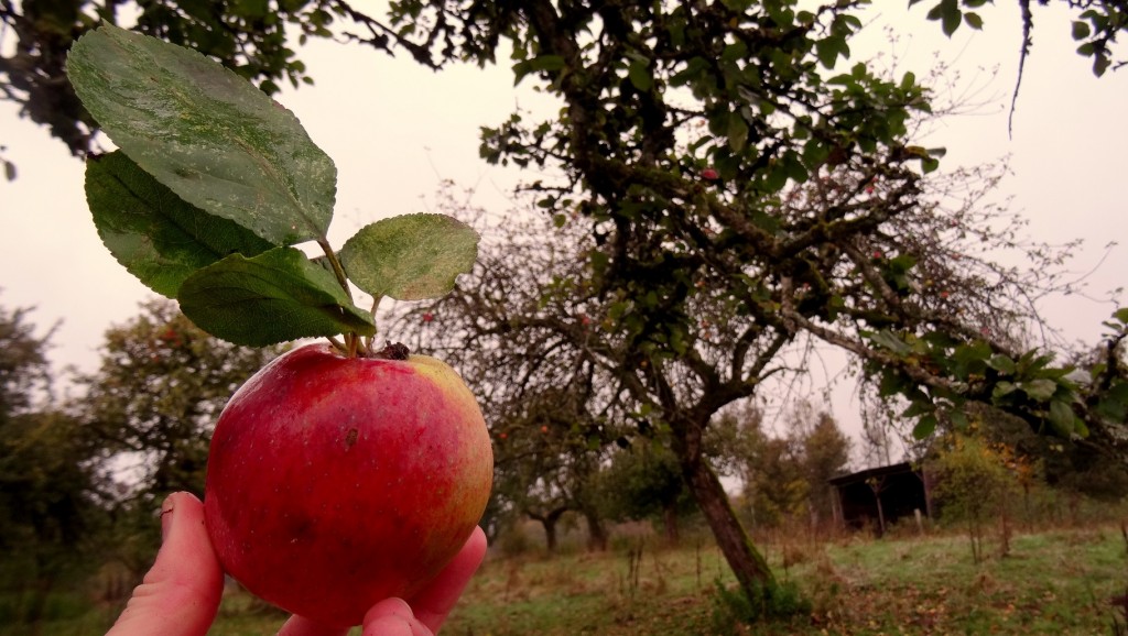 Jolie pomme bio rouge