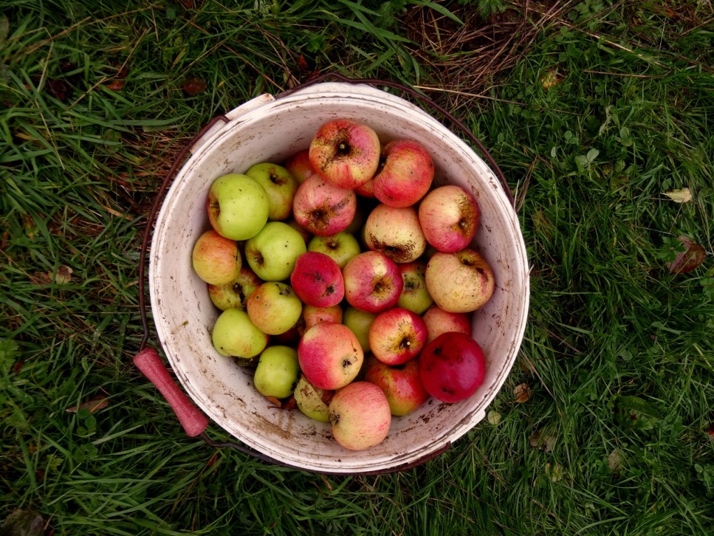 Seau de jolies pommes bios colorées