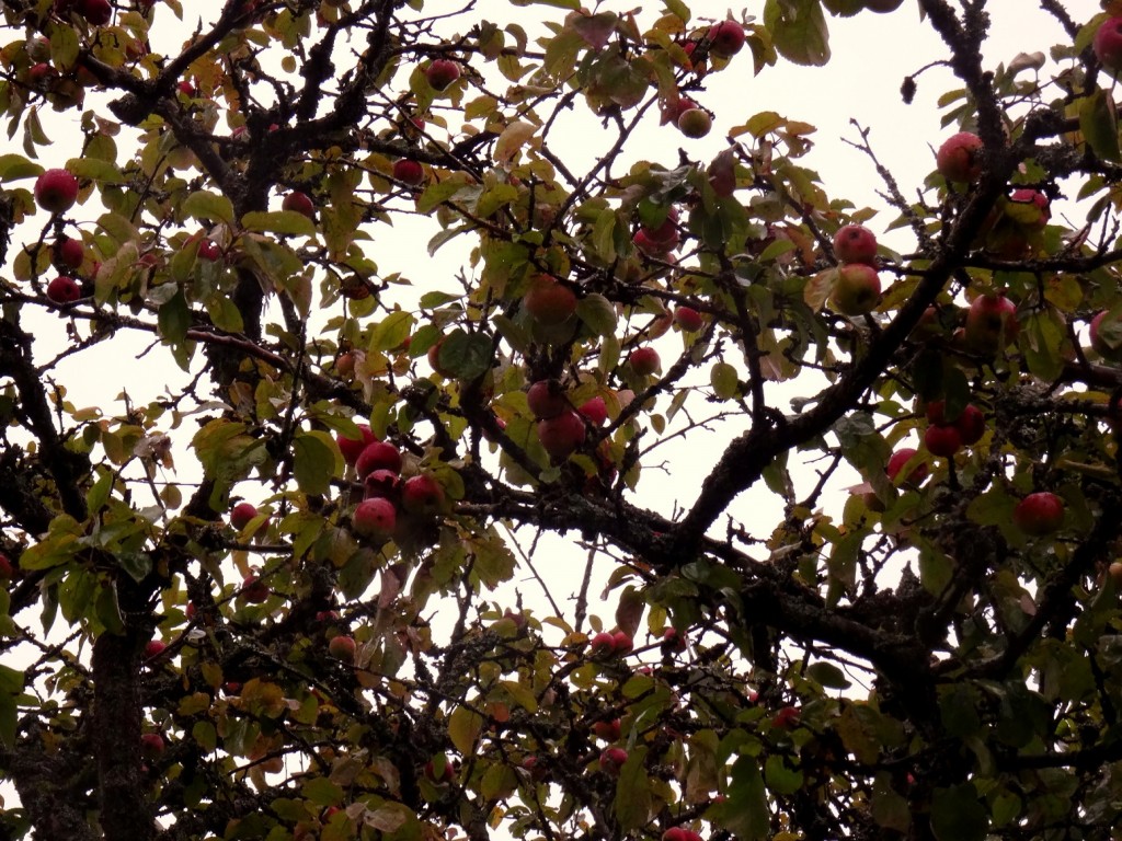 Pommes bios dans les arbres