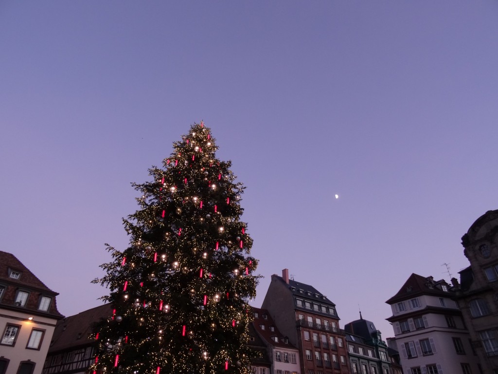 Sapin des Vosges pour le marché de Noël à Strasbourg