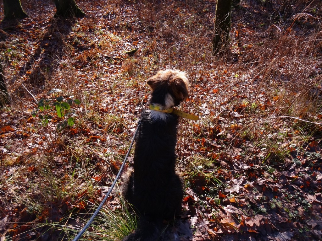 Promenons nous dans les bois - CookieetAttila 20b