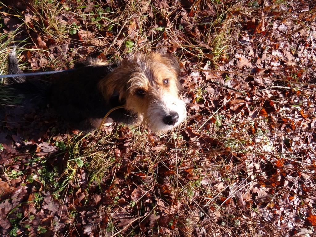 Promenons nous dans les bois - CookieetAttila 21