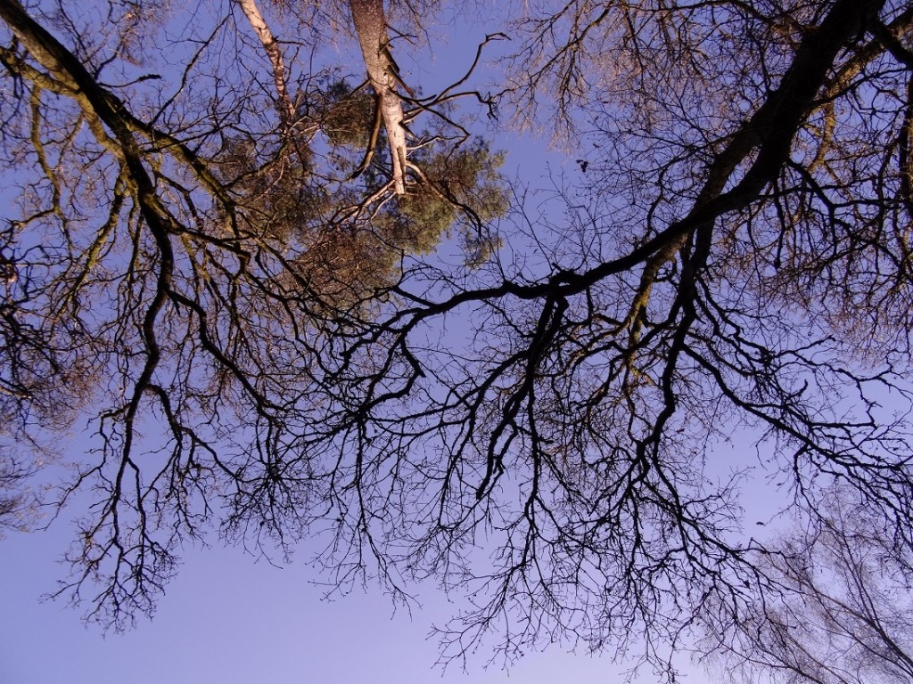 Promenons nous dans les bois - CookieetAttila 24b