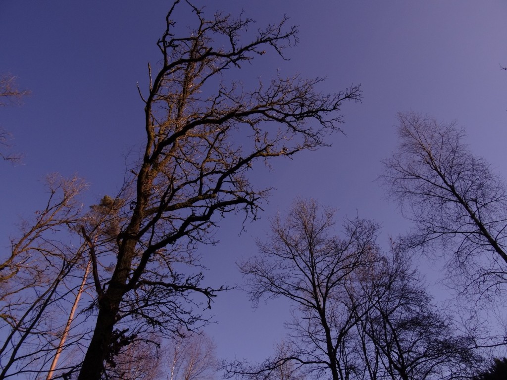 Promenons nous dans les bois - CookieetAttila 25b