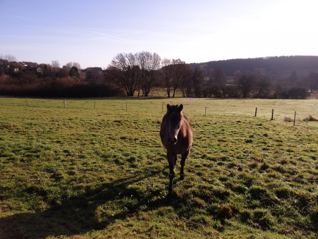 Cheval en Ardenne Belge