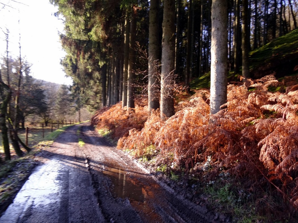 Chemin boueux d'automne dans une forêt belge