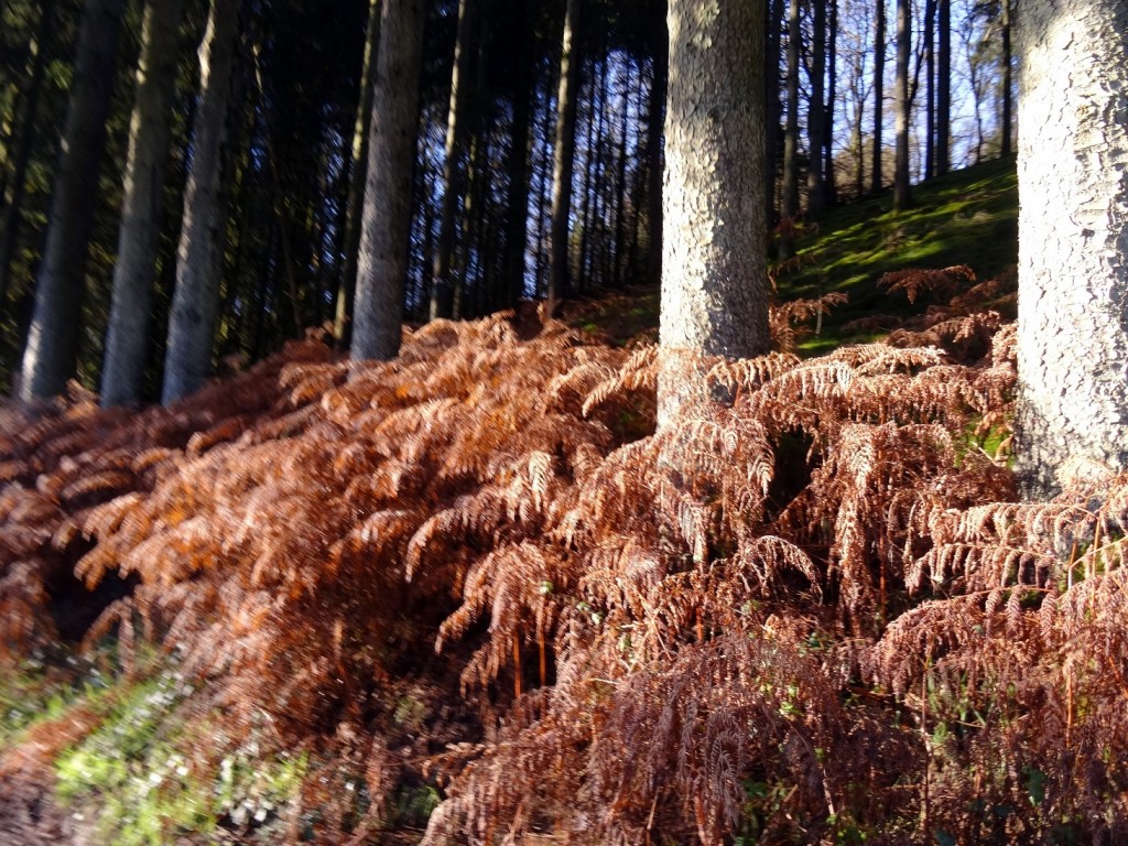 Fougères brunes dans une forêt d'Ardenne Belge