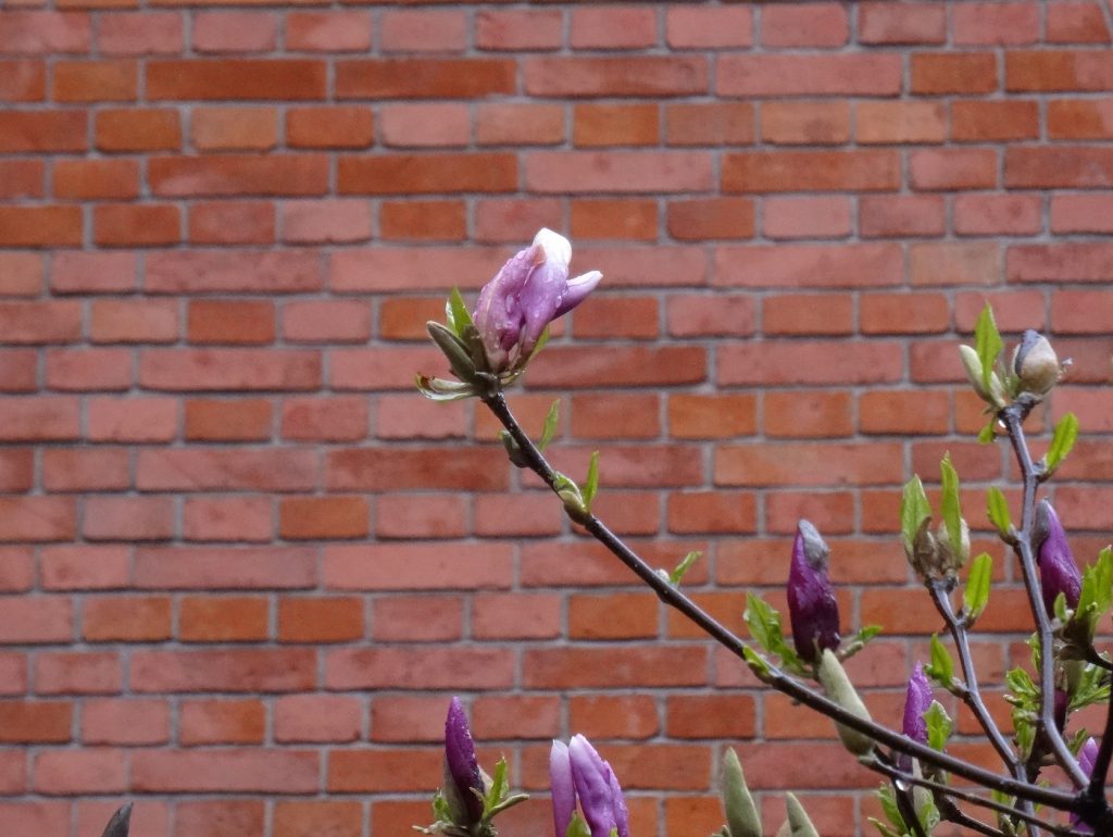 Printemps à Cracovie