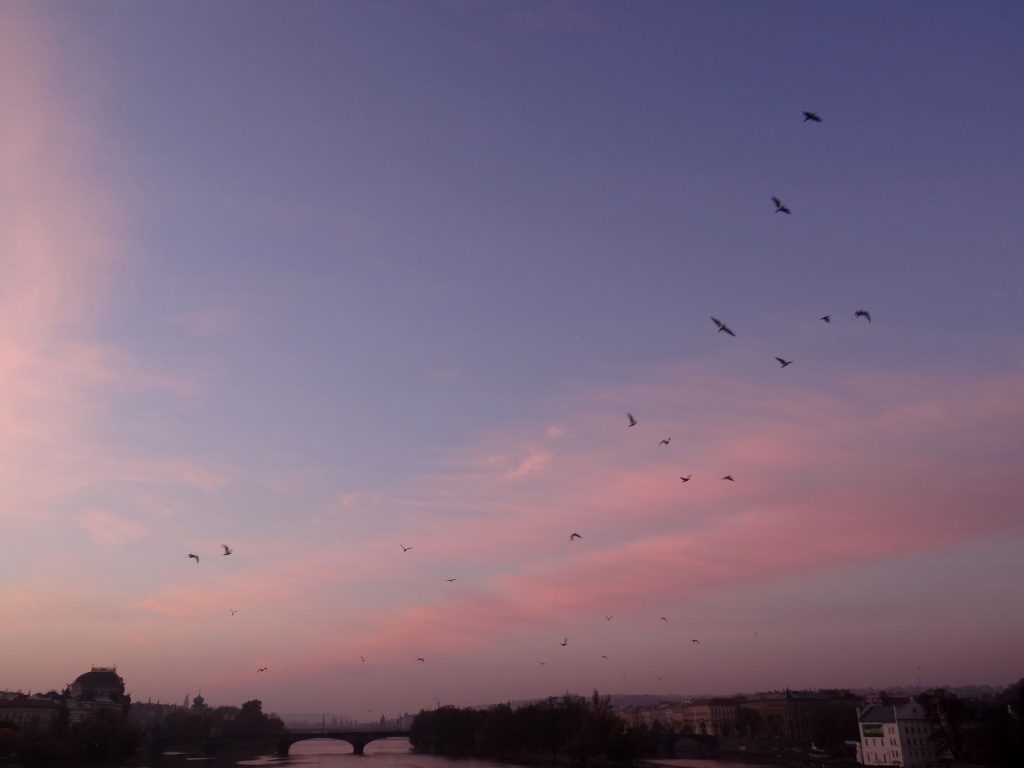 pont-charles-aube-cookie-et-attila-9