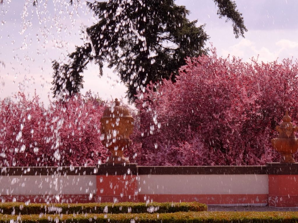 Fleurs roses et fontaine au château de Troja à Prague