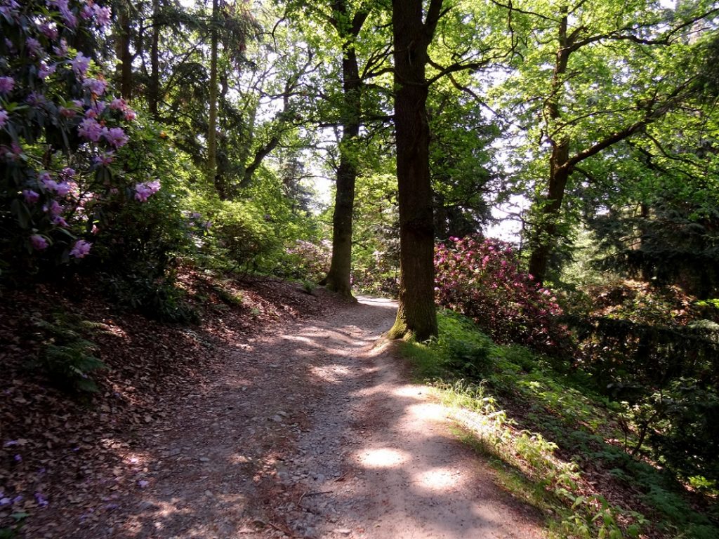 Randonnée entre les rhododendrons 