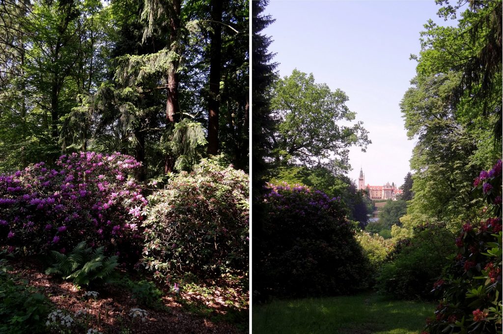 rhododendrons par milliers au parc de Pruhonice