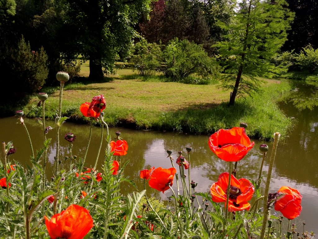 Coquelicots 