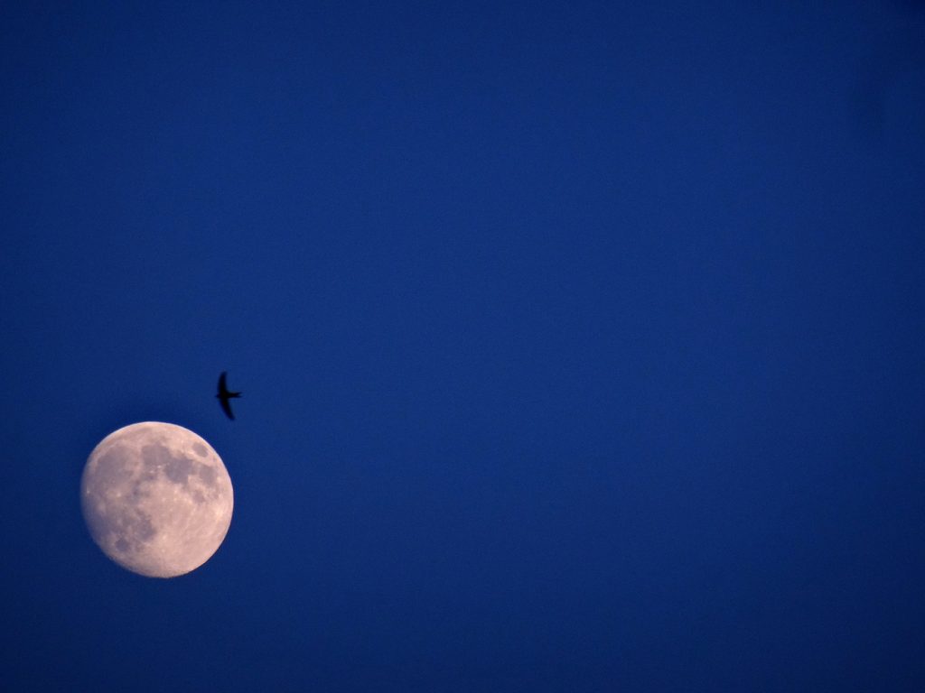 La lune et l'oiseau