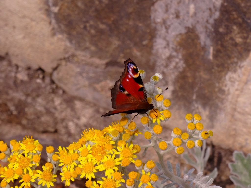 Un papillon sur des fleurs jaunes