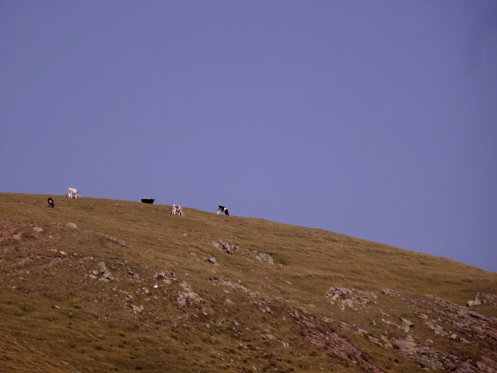 Des vaches sur le haut d'une colline dans le Tyrol 