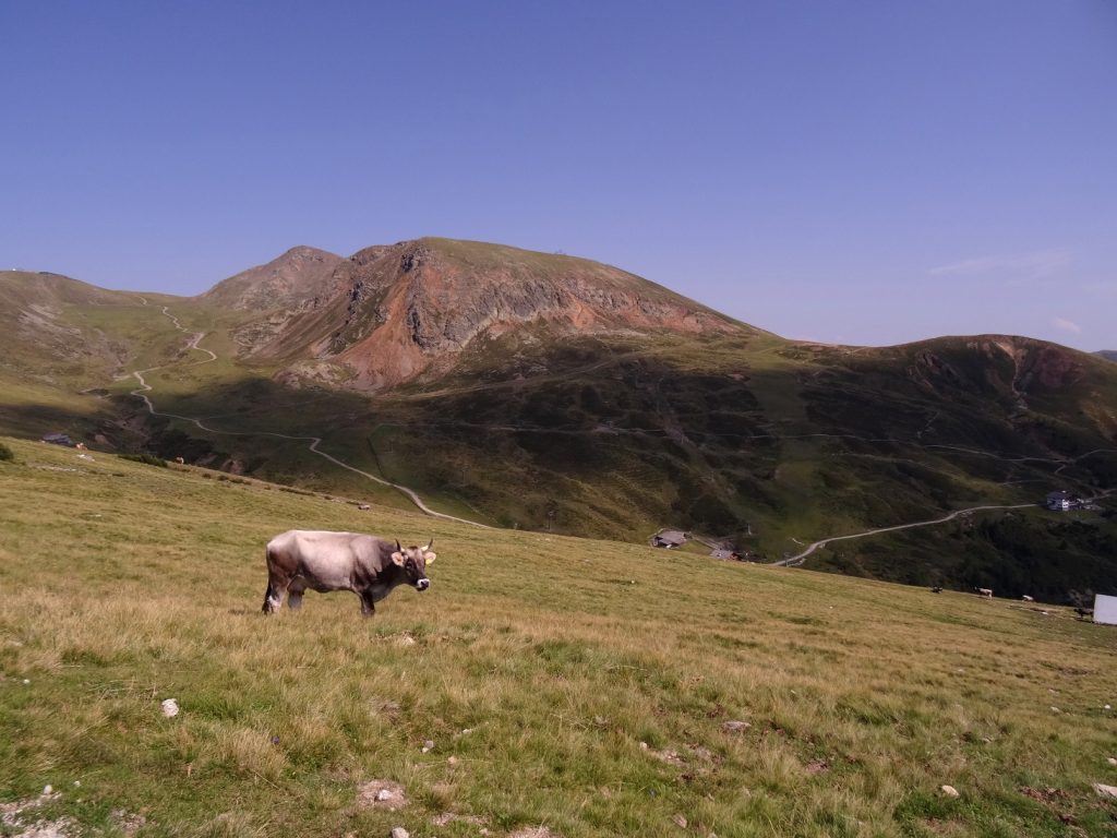 Une vache et les montagnes du tyrol