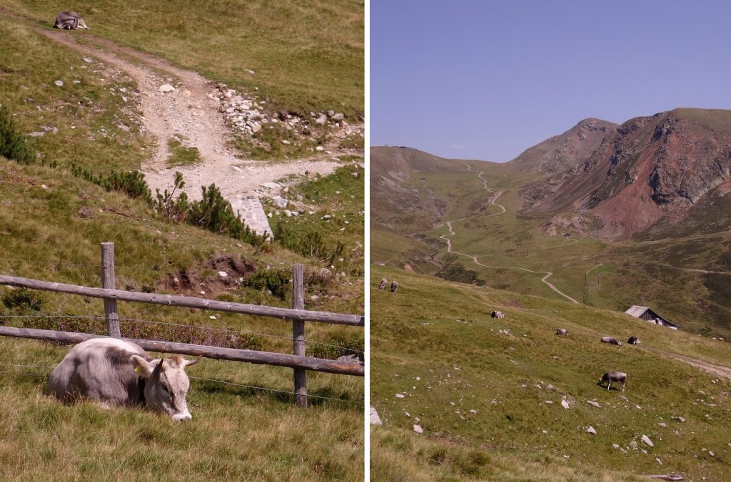 Vache et sentiers du Tyrol du Sud