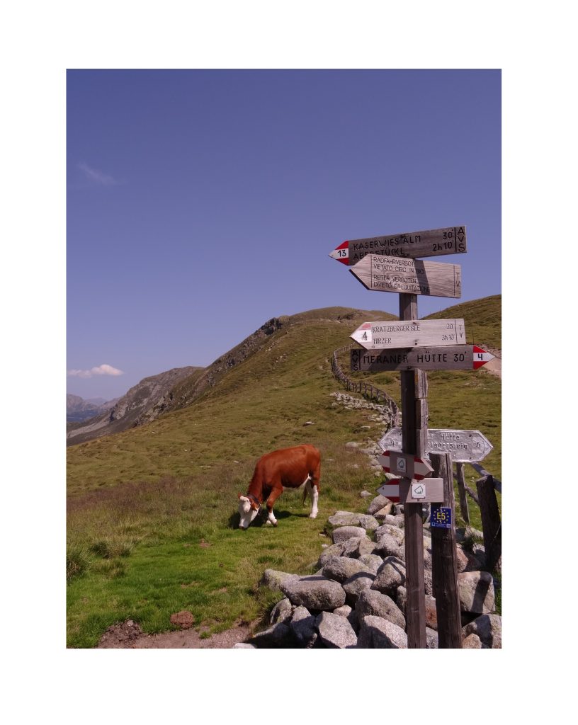 Vache et sentiers du Tyrol du Sud vers la Kratzberger See