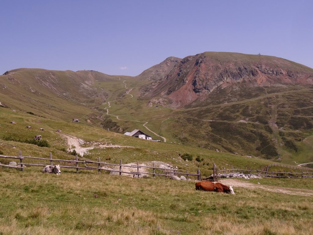 Une vache et des sentiers dans les montagnes des Alpes italiennes