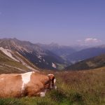 Une vache et les montagnes des Alpes italiennes