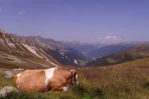 Une vache et les montagnes des Alpes italiennes