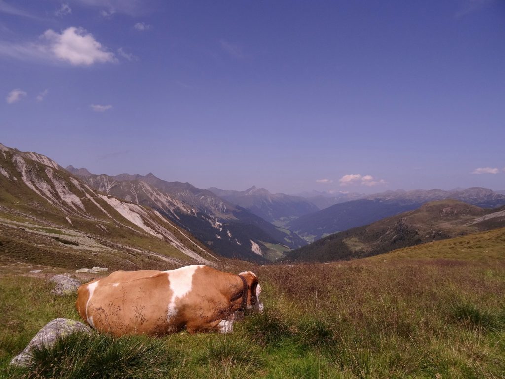 Une vache et les montagnes des Alpes italiennes