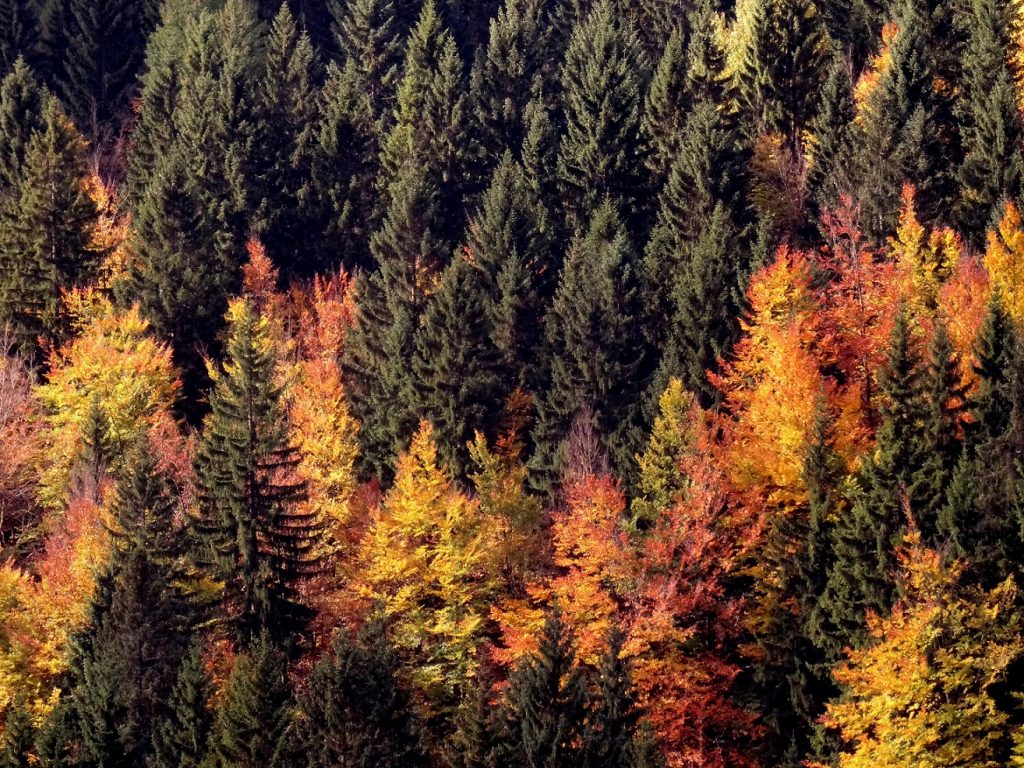 La forêt de Spindleruv Mlyn