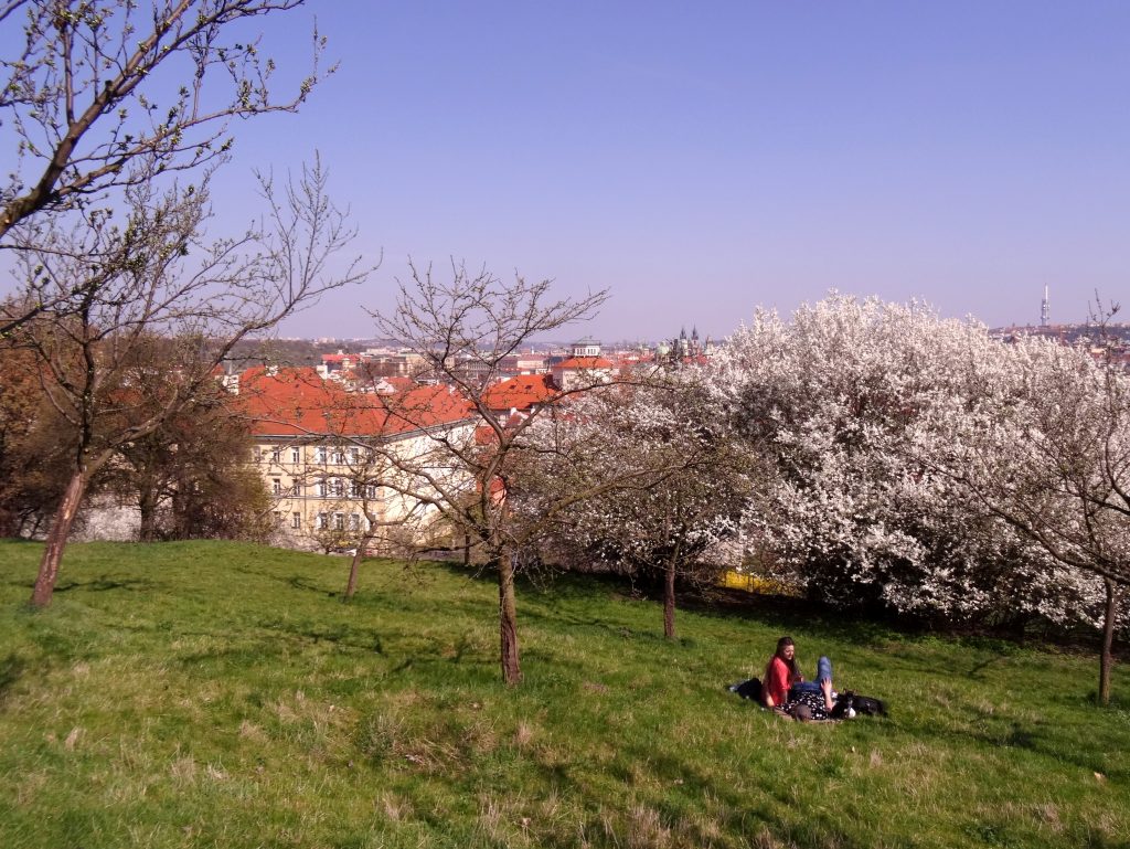 Les vergers de la colline de Petrin