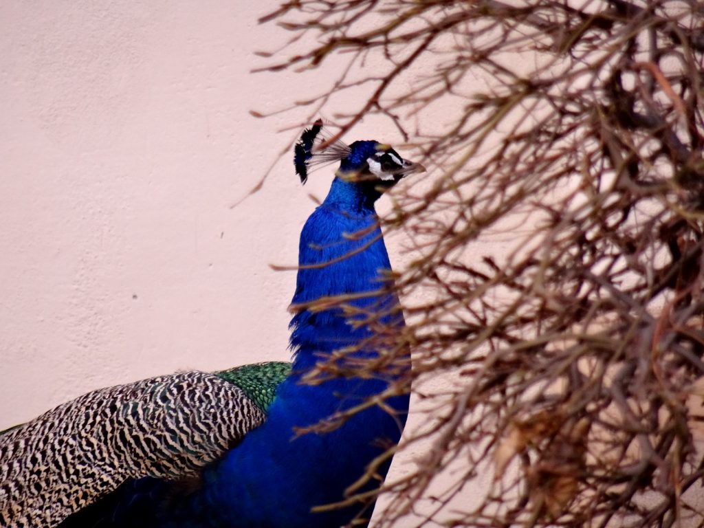 Un paon se cache dans le parc de Wallenstein