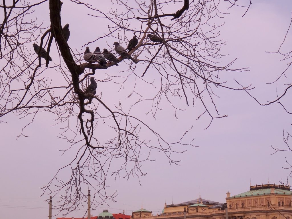 Les pigeons se reposent à Prague
