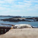 Chat dormant sur les remparts d'Essaouira